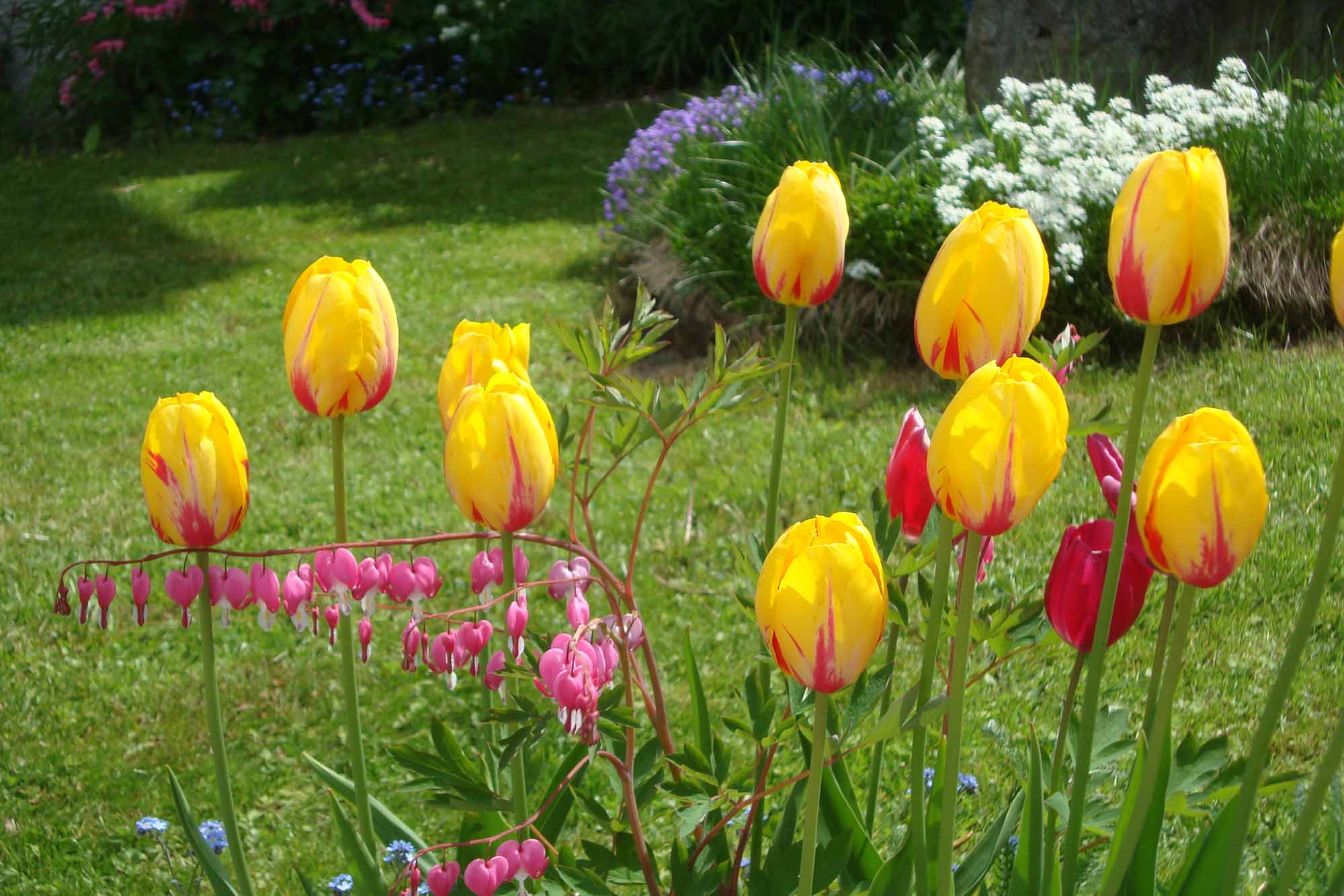photo du grand jardin fleuri du Chalet Bel Alp